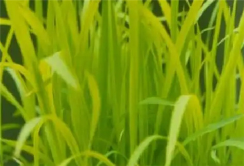 水稻缺鐵表現 水稻缺鐵表現