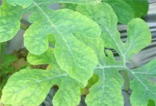 西瓜缺鐵表現 西瓜缺鐵表現