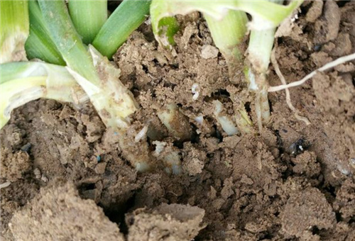 韭菜根蟲(chóng) 韭菜根蟲(chóng)