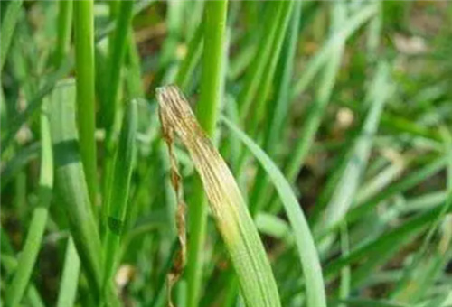 韭菜枯萎病 韭菜枯萎病