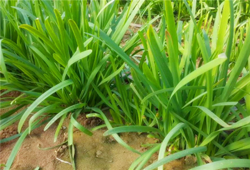 韭菜燒根能否噴葉面肥 韭菜燒根能否噴葉面肥