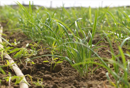 韭菜燒根能否噴葉面肥 韭菜燒根能否噴葉面肥