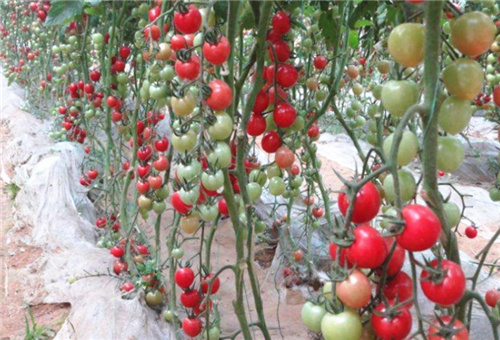 櫻桃番茄葉面肥用法 櫻桃番茄葉面肥用法