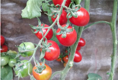櫻桃番茄葉面肥用法 櫻桃番茄葉面肥用法