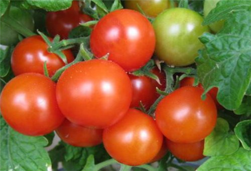 櫻桃番茄施肥問題 櫻桃番茄施肥問題