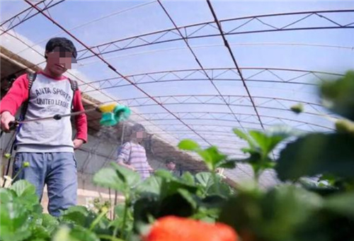 糖醇錳用途 糖醇錳用途