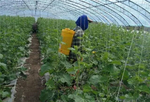 大棚蔬果噴施葉面肥 大棚蔬果噴施葉面肥
