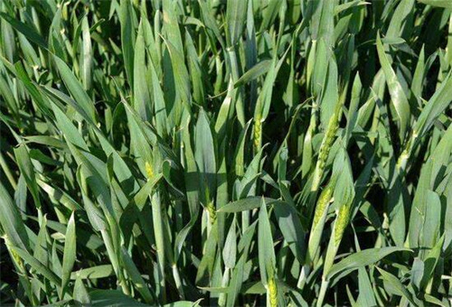 小麥灌漿階段 小麥灌漿階段