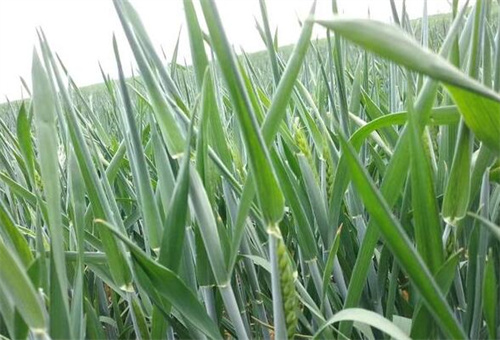 小麥拔節(jié)階段 小麥拔節(jié)階段