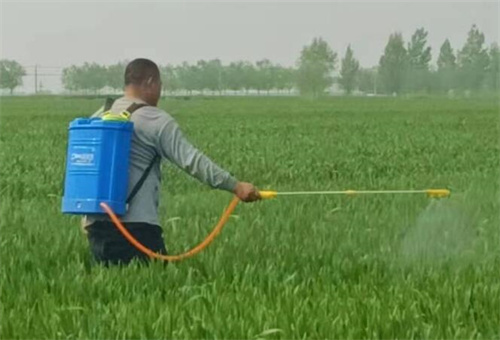小麥葉面肥噴施時間 小麥葉面肥噴施時間