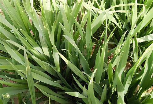 小麥孕穗階段 小麥孕穗階段