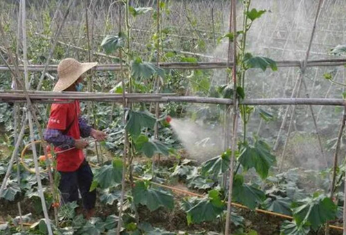 葉面混搭用法 葉面混搭用法