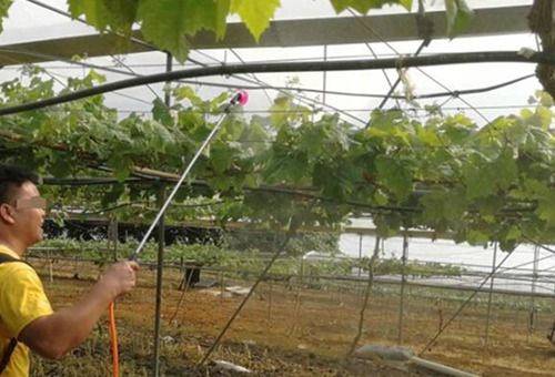 葉面肥噴后遇雨多久不影響 葉面肥噴后遇雨多久不影響